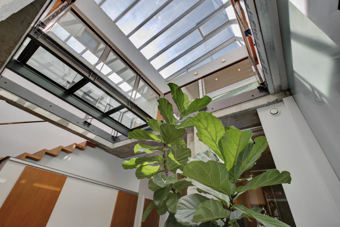 Indoor atrium with a tall fiddle-leaf fig plant in the foreground, and a glass-roofed skylight and modern metal walkway above.