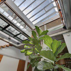 Indoor atrium with a tall fiddle-leaf fig plant in the foreground, and a glass-roofed skylight and modern metal walkway above.
