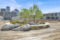Rooftop garden with three small trees, large rocks, and curved benches on a wooden deck, with modern glass buildings in the background.