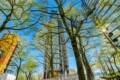 Tall glass skyscraper rising between leafing trees under a clear blue sky, cityscape foregrounded by greenery.
