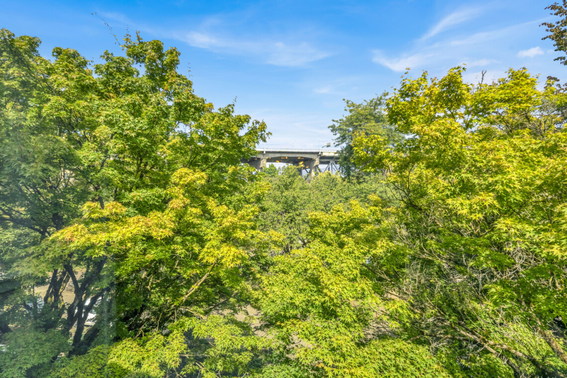 Dense green tree canopy with a distant bridge peeking through the foliage against a bright blue sky.