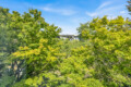 Dense green tree canopy with a distant bridge peeking through the foliage against a bright blue sky.