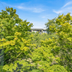 Dense green tree canopy with a distant bridge peeking through the foliage against a bright blue sky.